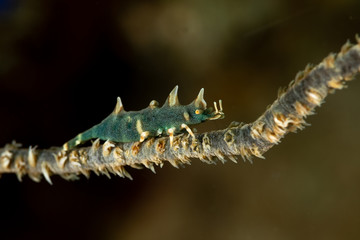 Dragon shrimp, Gorgonian Horned Shrimp, miropandalus hardingi