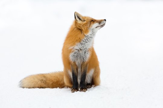 Red Fox (Vulpes vulpes) looking up, sitting in snow,  Algonquin Provincial Park, Ontario, Canada, North America
