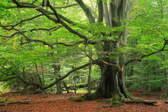 Old beech (Fagus sp.) tree in former wood pasture, Reinhardswald, Sababurg, Hesse, Germany, Europe