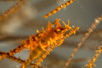 Dragon shrimp, Gorgonian Horned Shrimp, miropandalus hardingi
