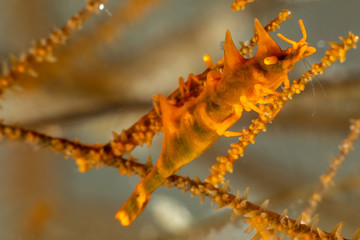 Obraz na płótnie Canvas Dragon shrimp, Gorgonian Horned Shrimp, miropandalus hardingi