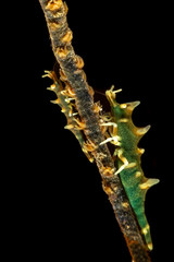 Dragon shrimp, Gorgonian Horned Shrimp, miropandalus hardingi