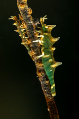 Dragon shrimp, Gorgonian Horned Shrimp, miropandalus hardingi