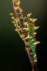 Dragon shrimp, Gorgonian Horned Shrimp, miropandalus hardingi