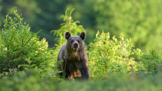 Brown bear (Ursus arctos), running through a young spruce culture, Mal&middot; Fatra, Little Fatra, Slovakia, Europe
