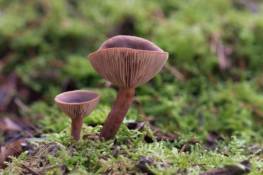 Scurfy Deceiver mushroom (Laccaria proxima), fruiting bodies, Hesse, Germany, Europe
