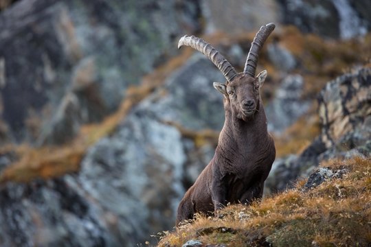 Alpine Ibex (Capra ibex), Stubai Valley, Tyrol, Austria, Europe
