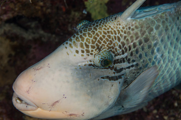 Yellowmargin triggerfish, Pseudobalistes flavimarginatus with shrimps
