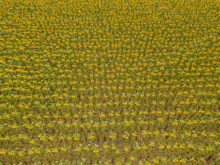 Aerial view of sunflower field in Switzerland. Lots of plants on agricultural field.
