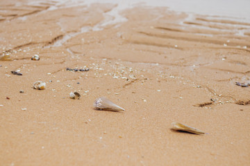Sand,sea,Shell,