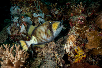 Naklejka na ściany i meble Titan triggerfish, Balistoides viridescens