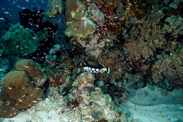Fototapeta na wymiar Clown triggerfish, Balistoides conspicillum