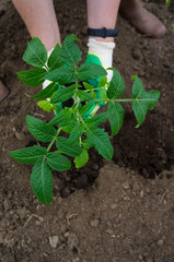 Young bright plant