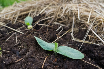 Young bright plant