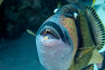 Titan triggerfish, Balistoides viridescens