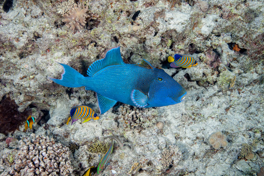 blue triggerfish, Pseudobalistes fuscus with royal angelfish or regal angelfish