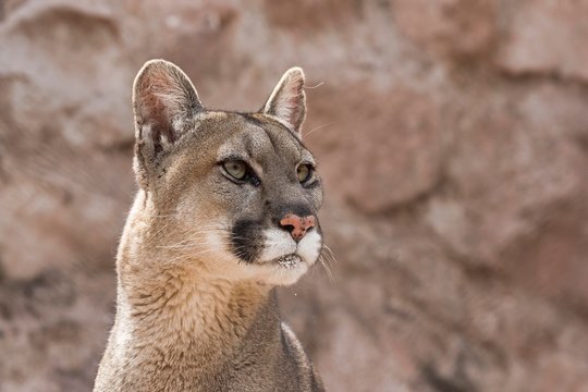 Cougar (Puma Concolor) Portrait, Captive, Andes, Peru, South America