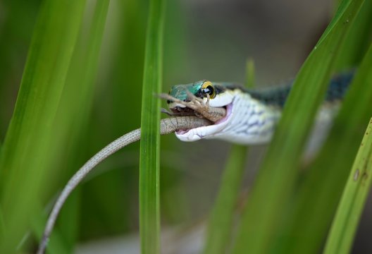 Mexican parrot snake (leptophis mexicanus) with prey, Corozal District, Belize, Central America