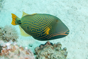 Fototapeta na wymiar Orange-lined triggerfish, Balistapus undulatus