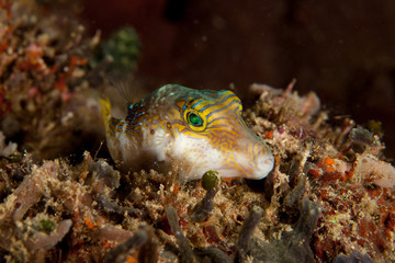 Canthigaster is a genus in the pufferfish family (Tetraodontidae)