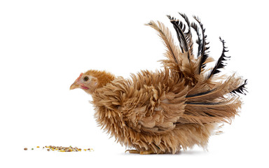 Pretty young Japanese Bantam / Chabo chicken, standing fside ways. Looking straight ahead to food. Isolated on white background. Tail fierce in air.