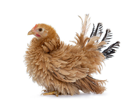 Pretty young Japanese Bantam / Chabo chicken, standing side ways. Looking straight ahead. Isolated on white background.