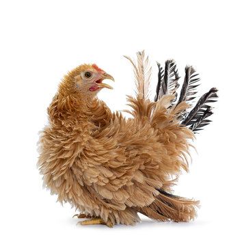 Pretty young Japanese Bantam / Chabo chicken, standing side ways. Looking  over shoulder backwards. Isolated on white background. Beak open.