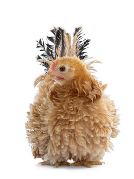 Pretty young Japanese Bantam / Chabo chicken, standing facing front. Head turned side ways.. Isolated on white background. Tail fierce in air.