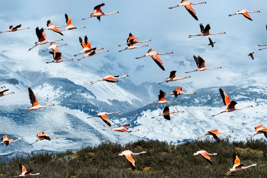 Flock of Chilean Flamingos flying in air