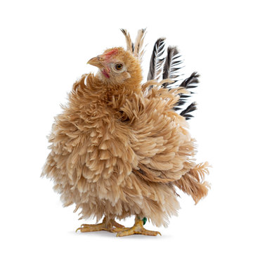 Pretty young Japanese Bantam / Chabo chicken, standing facing front. Head tilted curious to camera. Isolated on white background.