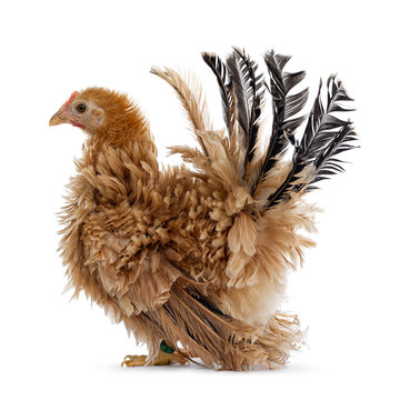 Pretty young Japanese Bantam / Chabo chicken, standing fside ways . Head  up, wings down, looking straight ahead. Isolated on white background. Tail fierce in air.