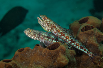Atlantic lizardfish, Synodus saurus