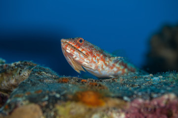 Fototapeta na wymiar Atlantic lizardfish, Synodus saurus
