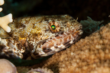 Atlantic lizardfish, Synodus saurus