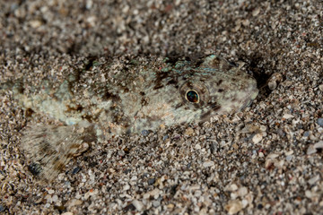 Atlantic lizardfish, Synodus saurus