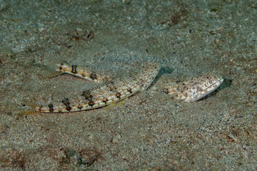 Atlantic lizardfish, Synodus saurus
