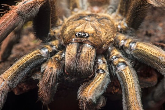 Young tarantula (Pamphobeteus insignis) (Theraphosidae), Choco forest, Canande River nature reserve, Ecuador, South America