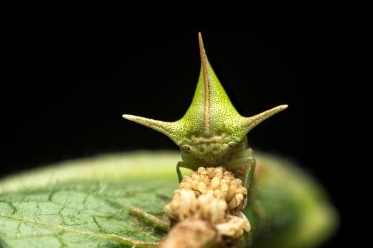 Treehopper (Alchisme grossa) guarding eggs, Amazon Rainforest, Copalinga, Zamora Province, Ecuador, South America