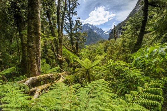 Lush rainforest with tree ferns (Cyatheales) in the Fiordland National Park, South Island New Zealand