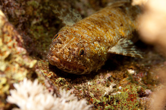 Atlantic lizardfish, Synodus saurus