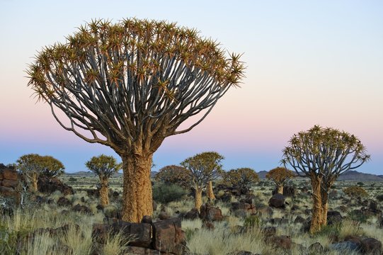 Quiver Tree (Aloe dichotoma) after sunset in Quiver Tree forest at the Garas Camp near Keetmanshoop, Namibia, Africa