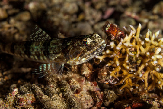 Atlantic lizardfish, Synodus saurus