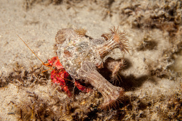 Dardanus calidus is a species of hermit crab from the East Atlantic (Portugal to Senegal) and Mediterranean Sea