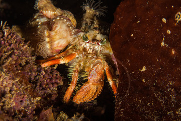 Dardanus tinctor, the anemone hermit crab, is a species of marine hermit crab in the family Diogenidae
