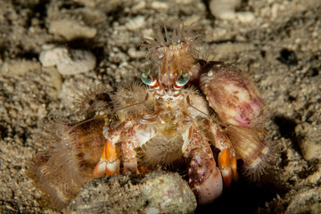 Dardanus tinctor, the anemone hermit crab, is a species of marine hermit crab in the family Diogenidae