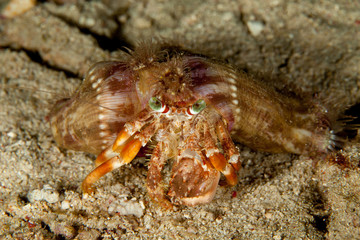 Dardanus tinctor, the anemone hermit crab, is a species of marine hermit crab in the family Diogenidae