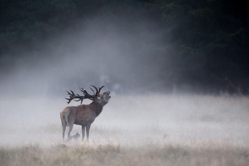 Red Deer (Cervus elaphus), stag, roaring in the morning fog, Zealand, Denmark, Europe
