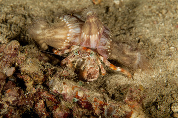 Dardanus tinctor, the anemone hermit crab, is a species of marine hermit crab in the family Diogenidae
