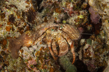 Fototapeta na wymiar Dardanus tinctor, the anemone hermit crab, is a species of marine hermit crab in the family Diogenidae