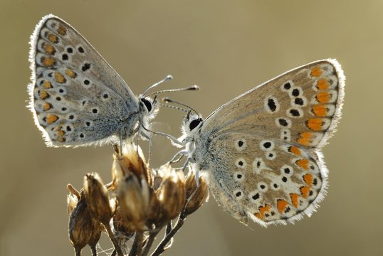 Fototapeta Gossamer-winged Butterflies (Lycaenidae)